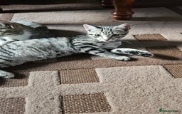 Domestic Shorthair cats for sale: 4 kittens for sale - Image 6