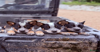 Australian Cattle Dog dogs - Advert 5