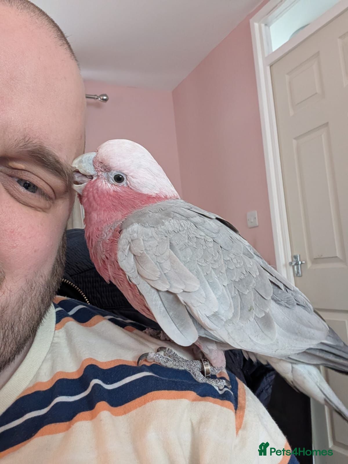 Cockatoo birds Kenny Friendly Hand Tame Galah - Advert 6