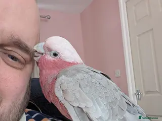 Cockatoo birds Kenny Friendly Hand Tame Galah - Advert 11