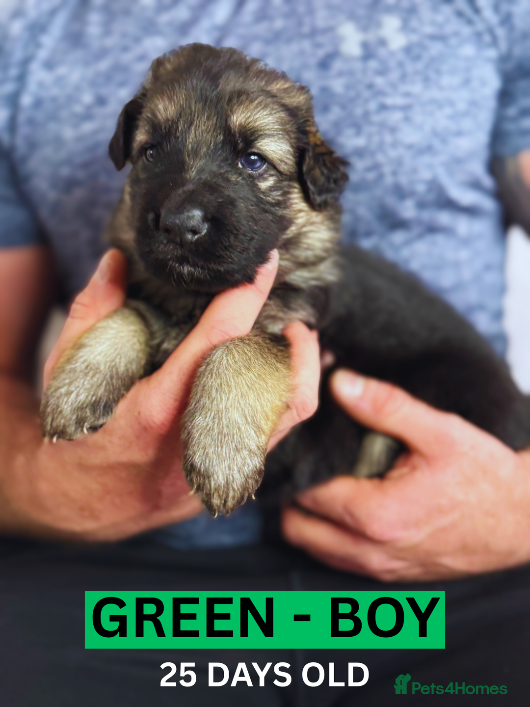 German Shepherd dogs for sale: Beautiful German Shepherd Puppies - Image 7