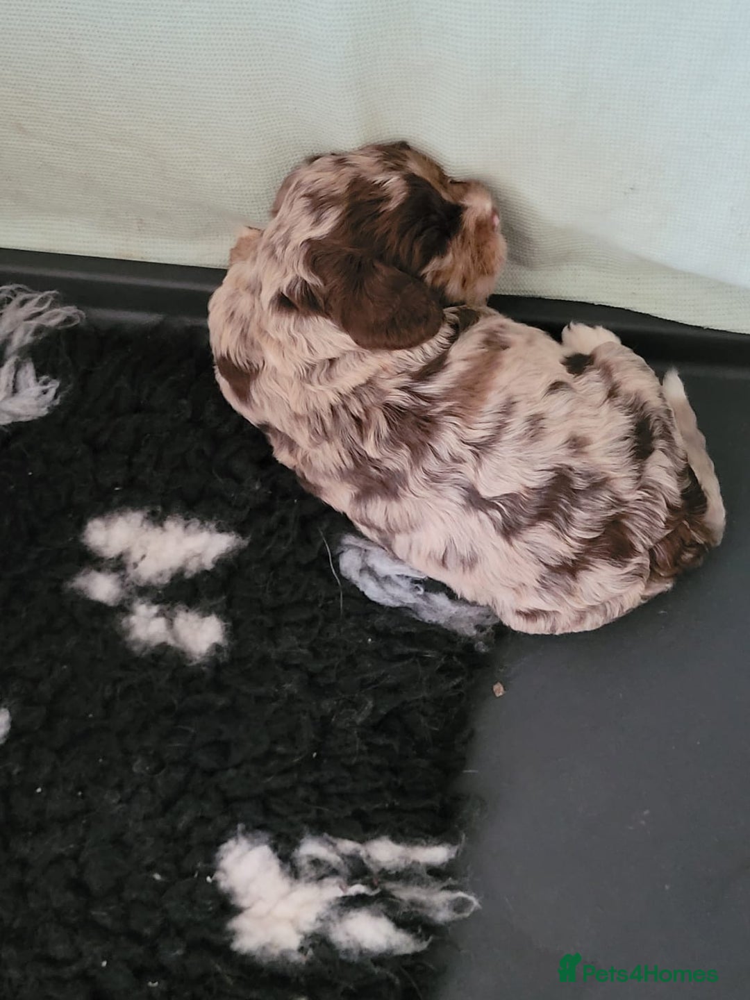Miniature Poodle dogs for stud: DWKC  merle miniature poodle. Fully health tested  in Walsall - Image 20