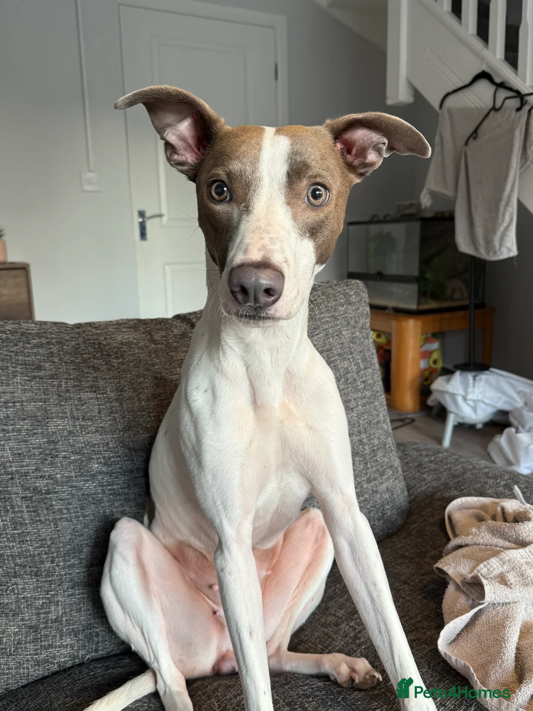 Mixed Breed dogs for sale: Bull Greyhounds (Lurchers) - Advert 10