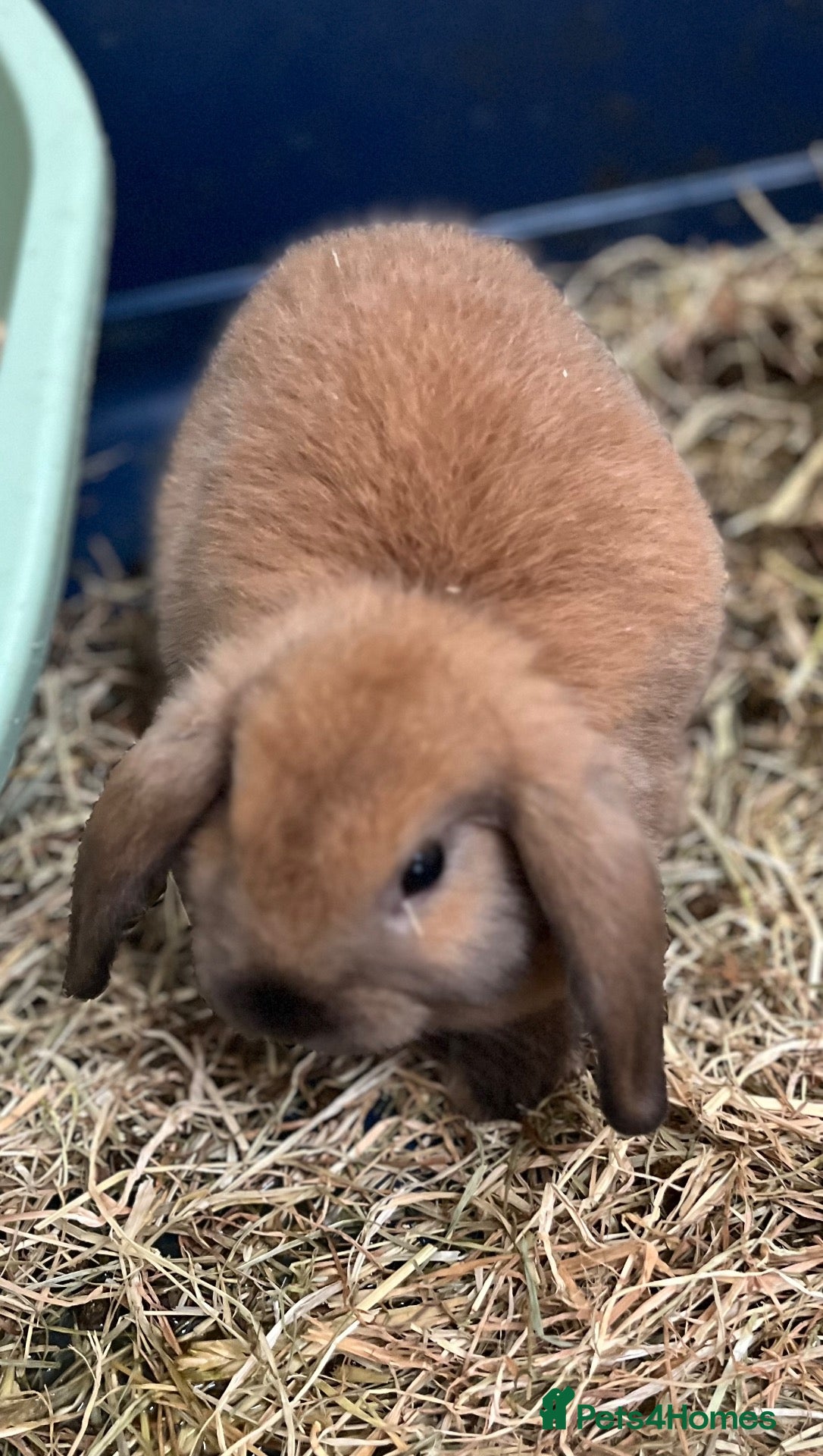 Mini Lop rabbits Gorgeous Mini Lop Babies Ready Now! - Advert 1