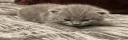 British Shorthair cats for sale: GCCF Registered Kittens - Advert 16