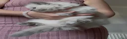 Ragdoll cats for sale: Chunky and Very Fluffy Ragdoll Kittens - Advert 15