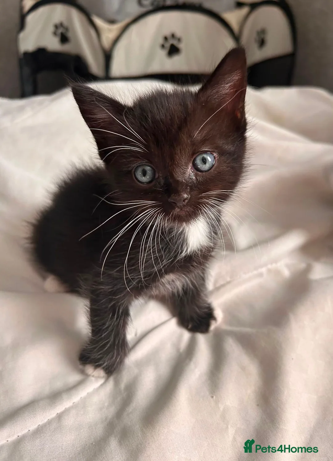 Mixed Breed cats for sale: Half rag dolls in Hull - Advert 8