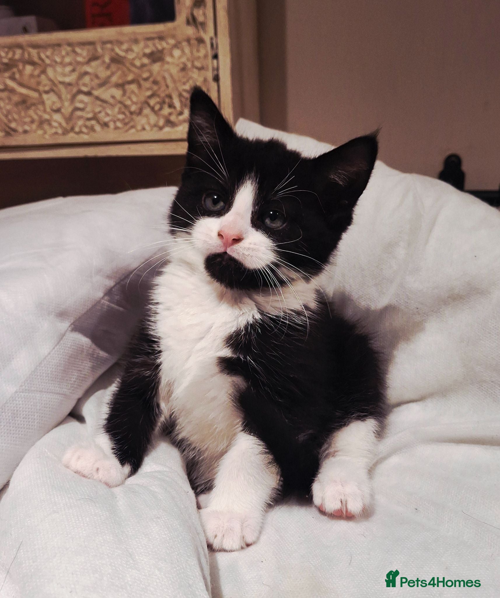 Mixed Breed cats Beautiful black and white kittens  - Advert 11