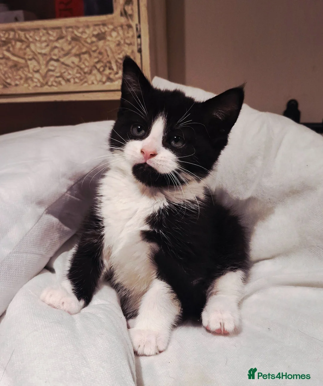 Mixed Breed cats for sale: READY NOW ..Beautiful black and white kittens  - Advert 1