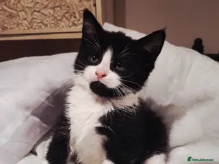Mixed Breed cats Beautiful black and white kittens - Advert 11