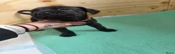Mixed Breed dogs for sale: ❣️READY NEXT WEEK❣️Cane Corso cross ❣️ - Advert 15