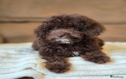Toy Poodle dogs for sale: Gorgeous Tiny Toy Poodle Pups  - Image 23