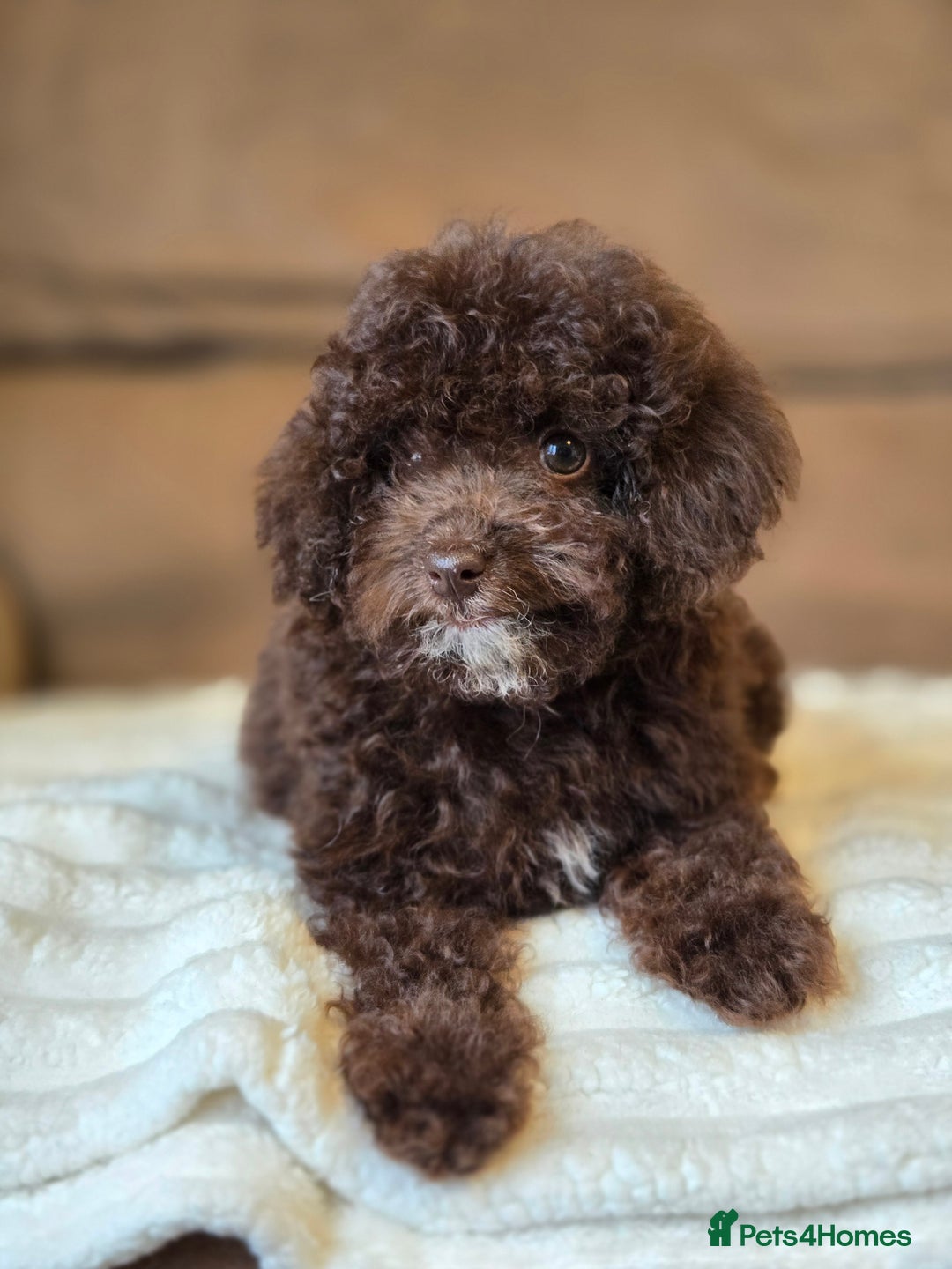 Toy Poodle dogs for sale: Gorgeous Tiny Toy Poodle Pups  - Image 23