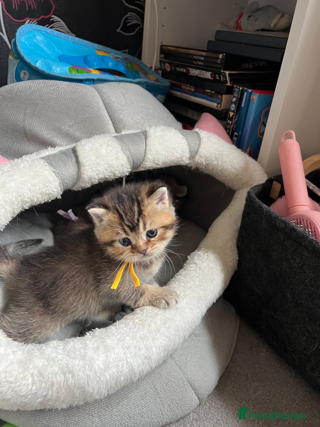 British Shorthair cats for sale: British shorthair kittens - Image 6