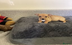 Jack Russell dogs for sale: Jack Russell puppies  - Image 25