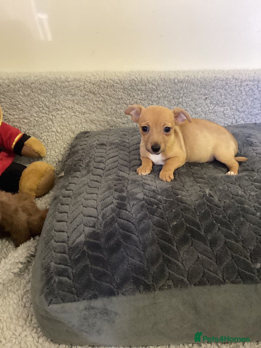 Jack Russell dogs for sale: Jack Russell puppies  - Image 25