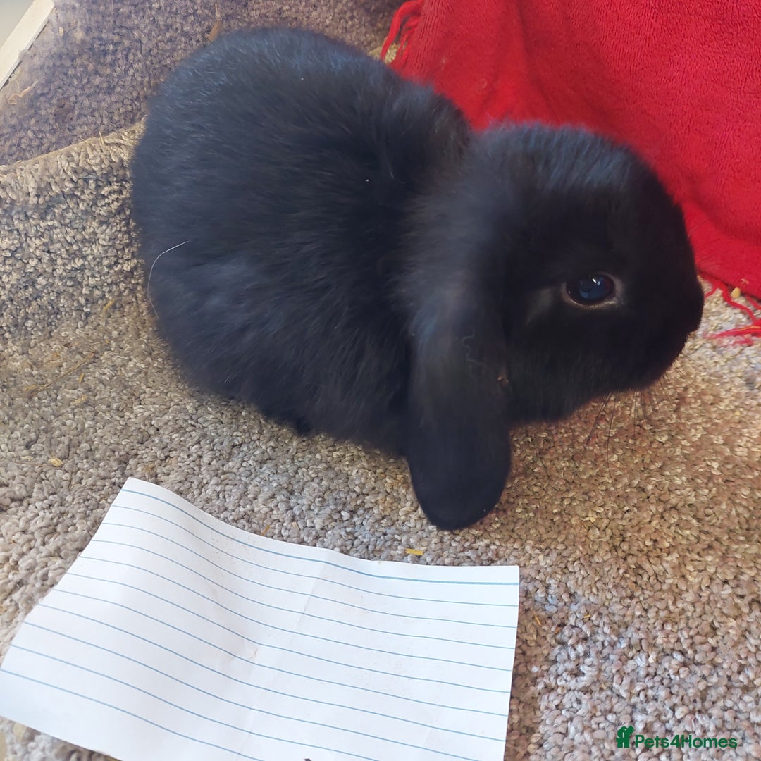 Mini Lop rabbits for sale: Minilop babys bucks & does  - Advert 7