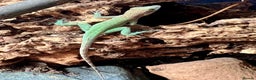 Anole reptiles for sale: Panther Anoles (Anolis Leachii) - Advert 6