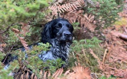 Cocker Spaniel dogs for sale: Beautiful Cocker Spaniel Puppies - Image 15
