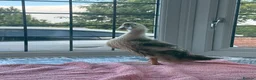 Ducks poultry for sale: Ducks looking for new home  in Flint - Advert 1