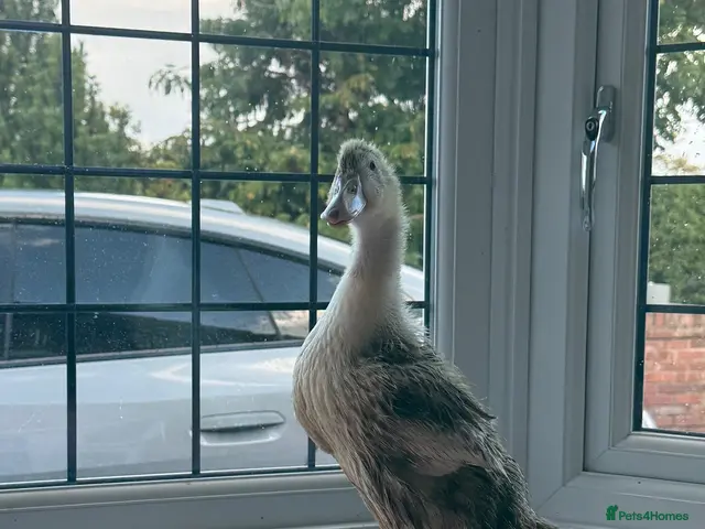 Ducks poultry for sale: Ducks looking for new home - Advert 1