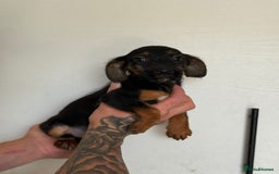 Jack Russell dogs for sale: Jack Russell  - Image 8
