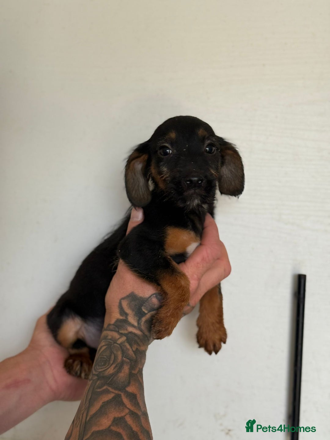 Jack Russell dogs for sale: Jack Russell  - Image 8
