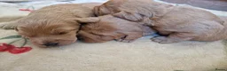 Labradoodle dogs for sale: Miniature labradoodles - Advert 5