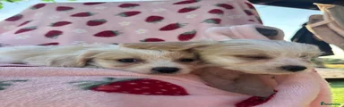 Cavapoo 2