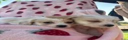 Cavapoo dogs for sale: Cavapoo puppies - Advert 9