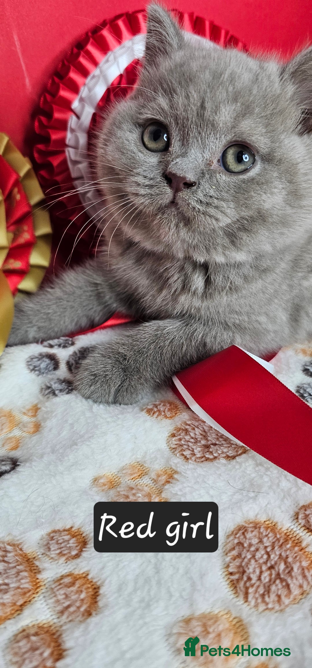 British Shorthair cats for sale: British short hair kittens - Advert 17