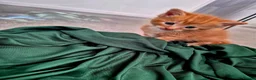 Mixed Breed cats for sale: Beautiful Playful Ginger & Tri-Colour Kittens 🐾 - Advert 13