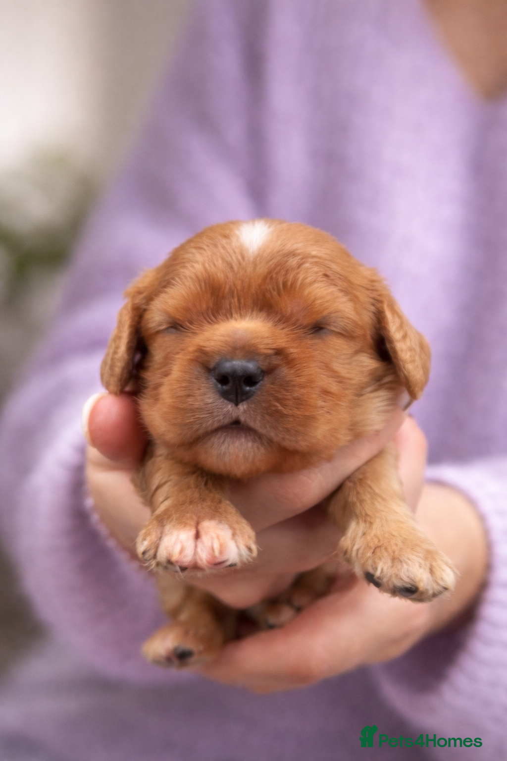 Cavalier King Charles Spaniel dogs KC reg  spaniels health tested parents boys girls - Advert 11