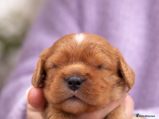 Cavalier King Charles Spaniel dogs KC reg spaniels health tested parents boys girls - Advert 11