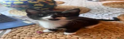 Mixed Breed cats for sale: Beautiful Maine Coon Mix Kittens in Boston - Advert 4