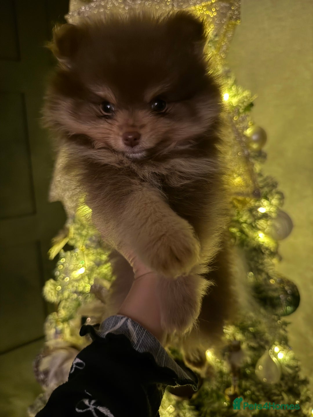 Pomeranian dogs for sale: 2 beautiful Pomeranian's left, boy/girl - Advert 1