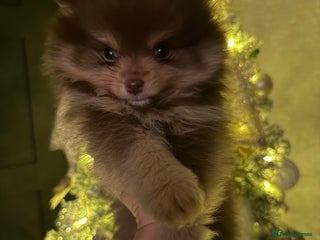 Pomeranian dogs 2 beautiful Pomeranian's left, boy/girl - Advert 1