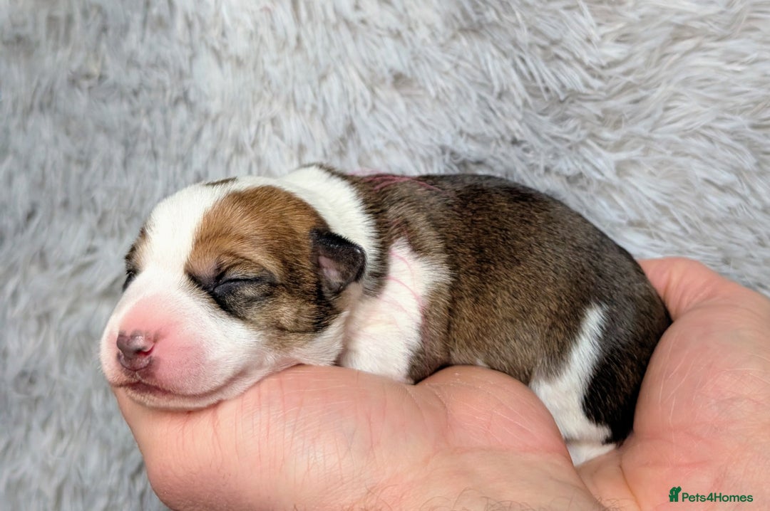 Jack Russell dogs for sale: ❤️3/4 Jack Russell babies ❤️ - Advert 13