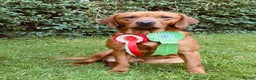 Labrador Retriever dogs for sale: Beautiful Fox Red Labrador KC Reg Puppies  - Advert 2