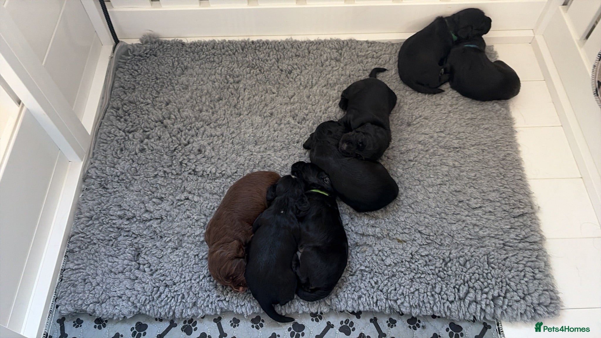 Cocker Spaniel dogs Working KC Registered Cocker Spaniel Pups. - Advert 2