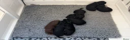 Cocker Spaniel dogs for sale: Working KC Registered Cocker Spaniel Pups. in Livingston - Advert 2
