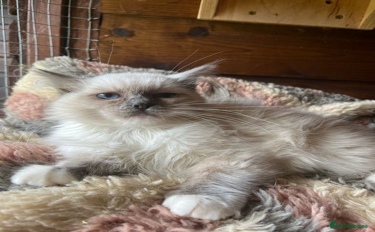 Ragdoll cats - Advert 7