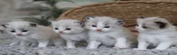 Ragdoll cats for sale: Tica Registered 💎 Ragdoll Kittens - Advert 2