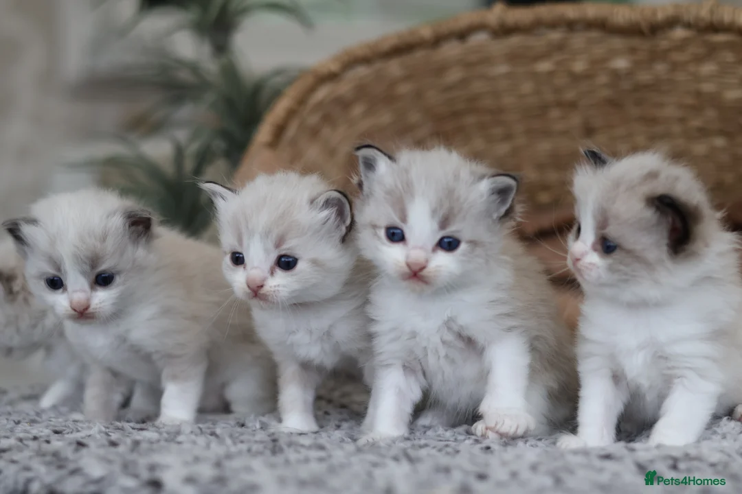Ragdoll cats for sale: Tica Registered 💎 Ragdoll Kittens - Advert 2