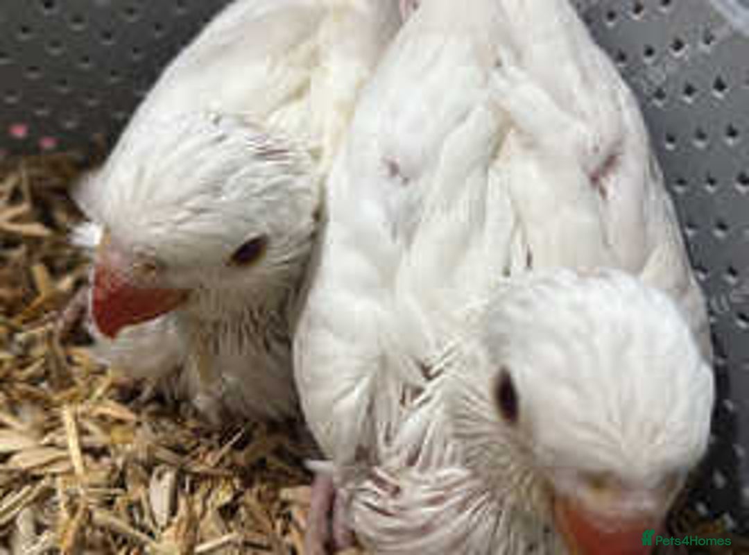 Ringnecks birds for sale: Proven Breeding pairs of ring necks - Image 13