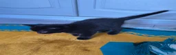 Domestic Shorthair cats for sale: Russian Blue × Bengal Mixed Kittens – 4 available - Advert 8