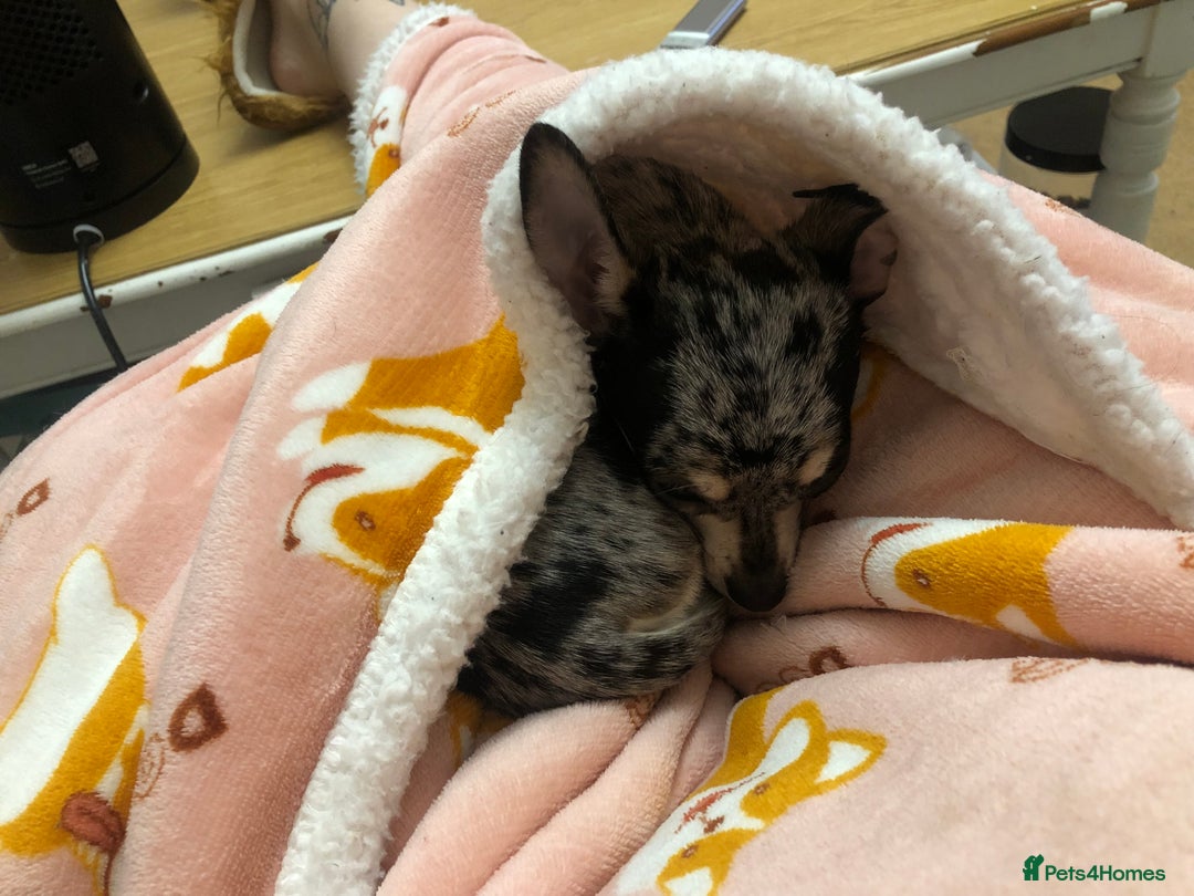 Chihuahua dogs for sale: Mum and daughter chihuahua must go together  - Advert 12