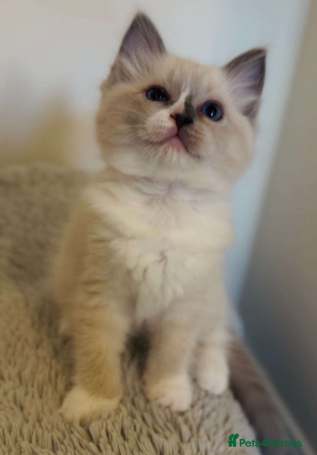 Ragdoll cats for sale: 💙🐾Tica full Pedigree🐾EU Ragdoll 🐱🐾DNA Clear - Image 26