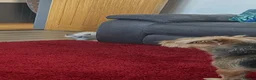 Ragdoll cats for sale: 2 beautiful blue point ragdolls kitten left  - Advert 5