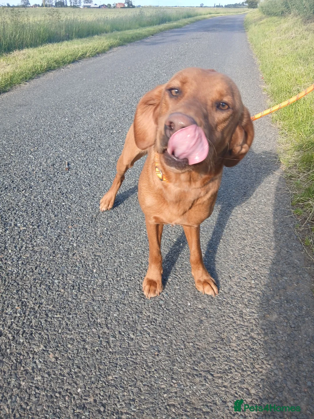 Labrador Retriever dogs for sale: Fox red labrador girls - Advert 2